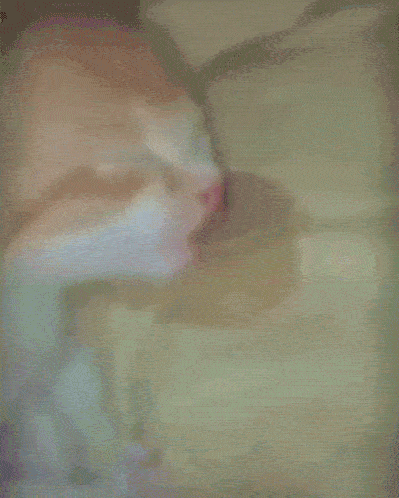 animated gif of a funny cat, very sleepy